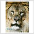 cross stitch pattern Lion Face