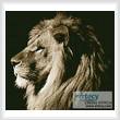 cross stitch pattern Lion Profile