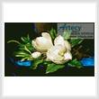 cross stitch pattern Giant Magnolias on Blue Velvet