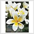 cross stitch pattern Mini Frangipani