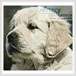 cross stitch pattern Mini Golden Retriever Puppy