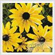 cross stitch pattern Mini Black-eyed Susan