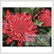 cross stitch pattern Mini Waratah