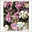 cross stitch pattern Mini Wild Heath