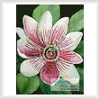 cross stitch pattern Passion Flower