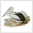cross stitch pattern Pelican