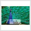 cross stitch pattern Peacock Photo