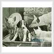 cross stitch pattern Pig Dog