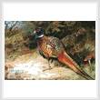 cross stitch pattern Pheasants