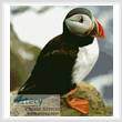 cross stitch pattern Puffin 3