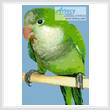 cross stitch pattern Quaker Parrot