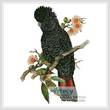 cross stitch pattern Red Tailed Cockatoo