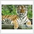 cross stitch pattern Tiger