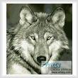 cross stitch pattern Wolf Close Up