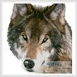 cross stitch pattern Wolf Face