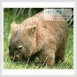cross stitch pattern Wombat 2