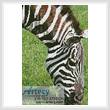 cross stitch pattern Zebra Eating