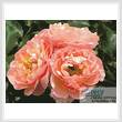 cross stitch pattern Apricot Roses