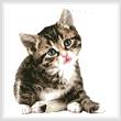 cross stitch pattern Cute Little Kitten