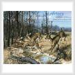 cross stitch pattern Deer Crossing