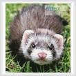 cross stitch pattern Ferret