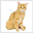 cross stitch pattern Ginger Cat