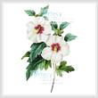 cross stitch pattern Hibiscus Syriacus
