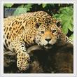 cross stitch pattern Jaguar