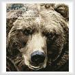 cross stitch pattern Mini Brown Bear