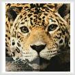 cross stitch pattern Mini Jaguar