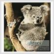 cross stitch pattern Mini Koala on a Branch
