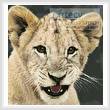 cross stitch pattern Mini Lion Cub 3