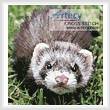 cross stitch pattern Mini Ferret
