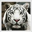 cross stitch pattern Mini White Tiger 2