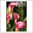 cross stitch pattern Pink Calla Lilies