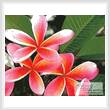 cross stitch pattern Pink Frangipanis