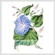 cross stitch pattern Reddish Blue Morning Glory