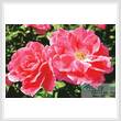 cross stitch pattern Rose Photo