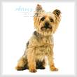 cross stitch pattern Silky Terrier