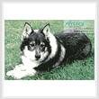 cross stitch pattern Swedish Vallhund
