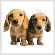 cross stitch pattern Dachshund Puppies