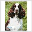 cross stitch pattern English Springer Spaniel