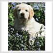 cross stitch pattern Golden Retriever Forget-me-not
