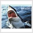 cross stitch pattern Great White
