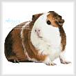 cross stitch pattern Guinea Pig