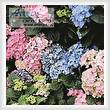 cross stitch pattern Hydrangeas