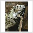 cross stitch pattern Iguana