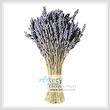 cross stitch pattern Lavender Bunch
