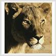 cross stitch pattern Lioness Close Up