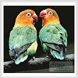 cross stitch pattern Lovebirds
